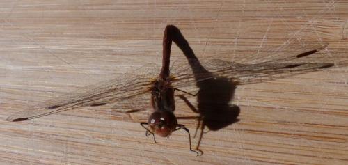 Sympetrum sp.